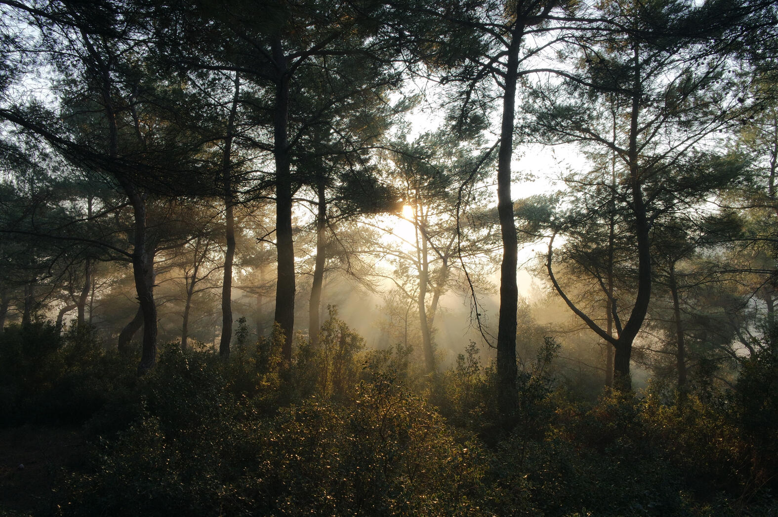 Arborist Tree Care in Calgary